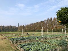 -上海长兴岛郊野公园
