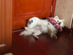 -米苏动物医院·犬猫专科·骨科外科内窥镜