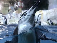 -大连圣亚海洋世界