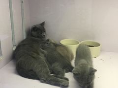 -喵的天空名猫咖啡馆·撸猫·猫舍·用品