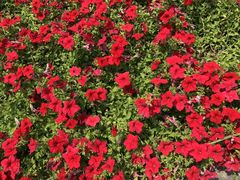 -武清南湖绿博园