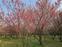 -蜀冈西峰生态公园