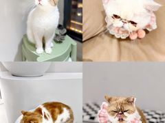 -怪兽屋·羊驼·猫咖·狗咖(俊华广场店)