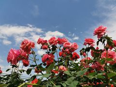 -都江堰玫瑰花溪谷