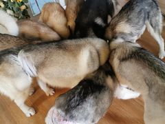 -Husky Go! 哈士奇体验馆·宠物咖啡厅狗咖