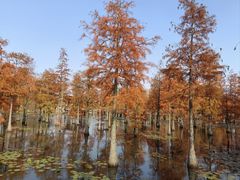 -池杉湖湿地公园