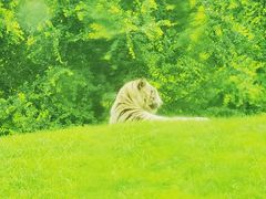 -北京野生动物园