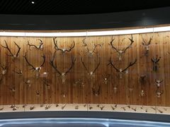 -北京麋鹿生态实验中心