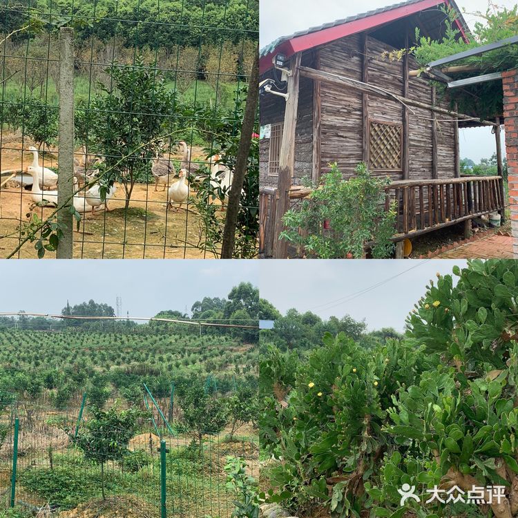 眉山探店｜九芳-乐山周边的宝藏农场👨🏻‍🌾 