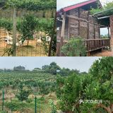 眉山探店｜九芳-乐山周边的宝藏农场👨🏻‍🌾 