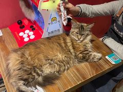 -猫色咖啡·猫咖