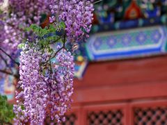 -北京国子监胡同