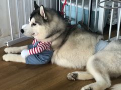 -Husky Go! 哈士奇体验馆·宠物咖啡厅狗咖