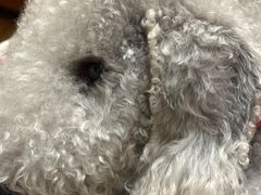 -宠物梦想家(日月豪庭店)