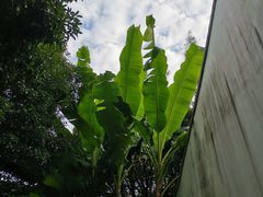 -秋霞圃