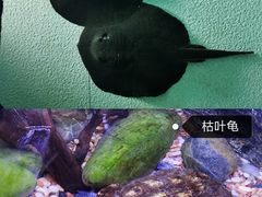 -上海海洋水族馆