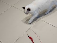 -怪兽屋·羊驼·猫咖·狗咖(俊华广场店)