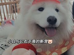 -星多哈·狗咖·拼豆·咖啡