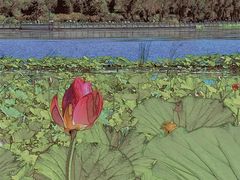 -莲花池公园