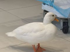 -怪兽屋·羊驼·猫咖·狗咖(俊华广场店)