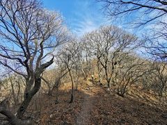 -王顺山国家森林公园