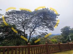 -黄埔油麻山森林公园