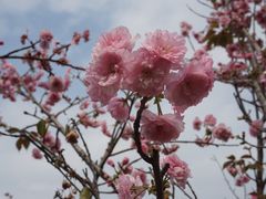景点-天适樱花悠乐园