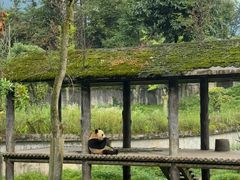 -中国大熊猫保护研究中心雅安碧峰峡基地
