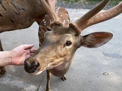 -北京野生动物园