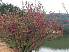 -南国桃园旅游度假区