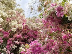 -深圳国际园林花卉博览园