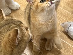 -有喵·猫咖·狗咖·30几只猫10只小狗(岗厦店)