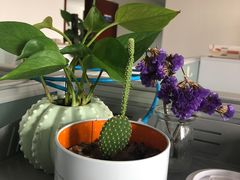 -严记小天府酸菜鱼(西四路店)