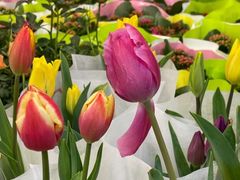 -双季花艺园艺市场(浦东店)