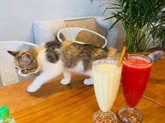 -Cappucimeow猫咪咖啡馆(韦伯时代店)