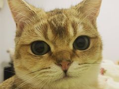 -猫大福·Fortune Cat猫舍(百子湾店)