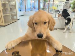 -共舞时光猫咖·狗咖(新街口店)