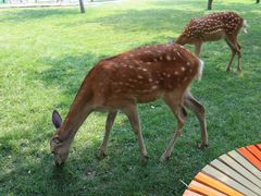 -北京鹿世界主题园