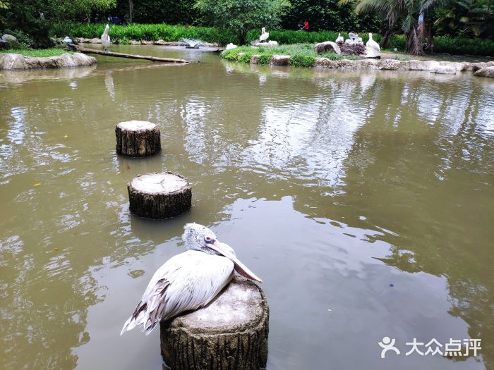 新加坡飞禽公园图片