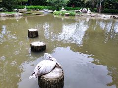 -新加坡飞禽公园