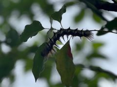 -重庆云阳龙缸景区