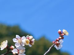 -无锡梅园公园
