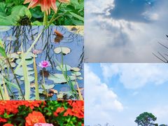 -花开海上生态园