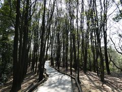 -火炉山森林公园