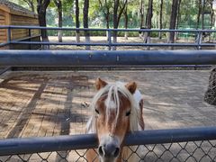 -长白岛森林公园