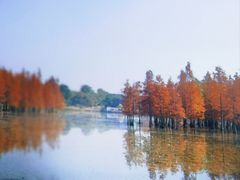 -白鹭湾湿地公园