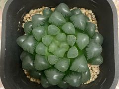 -双季花艺园艺市场(浦东店)