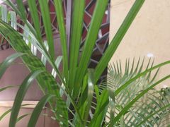 -杭州香格里拉·香宫中餐厅