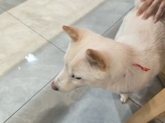 -柴犬小屋·柴餐厅·狗咖食堂(金鼎广场店)