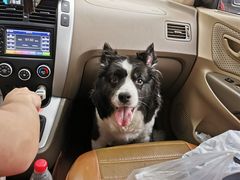 -安安宠医·安宠宠物医院